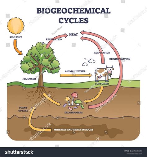 Biogeochemical Cycles Natural Substance Circulation Pathway Stock ...