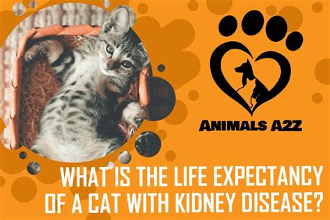 What Is the Life Expectancy of a Cat with Kidney Disease? [ The Answer ]