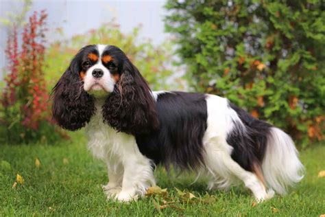 What Is A Cavalier King Charles Spaniel’s Lifespan? Health Overview