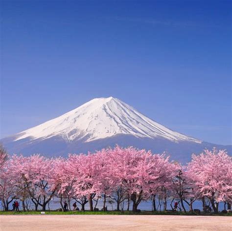 Japanese cherry blossom: 12 unusual things you should know