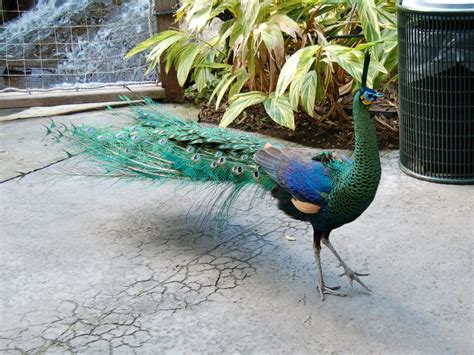 The Online Zoo - Green Peafowl