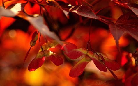 Red autumn leaves close up-autumn of natural scenery, HD wallpaper | Peakpx