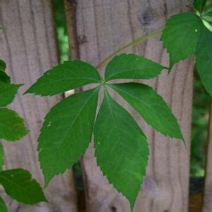 Touch-Me-Nots: Poison Ivy, Poison Oak, and Poison Sumac - Alabama Cooperative Extension System