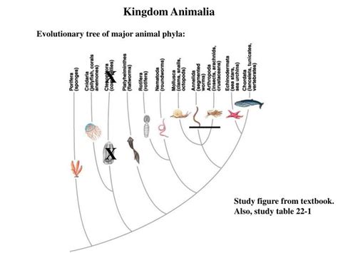 PPT - Kingdom Animalia PowerPoint Presentation, free download - ID:6908729