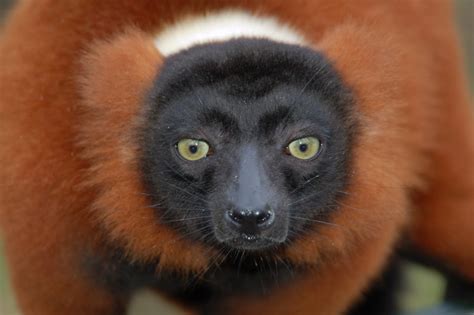 Madagascar Gets Biggest Lemur Park | Live Science