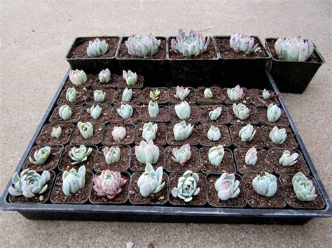 Echeveria Propagation | Echeveria, Propagating succulents, Propagation