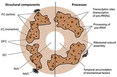 Frontiers | The Multiple Functions of the Nucleolus in Plant Development, Disease and Stress ...