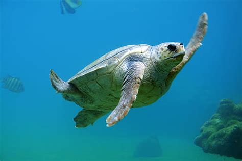 tortue dans l'océan, tortue, océan, la nature, animaux, mer, sauvage, sous-marin, CC0, domaine ...