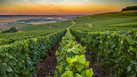 The Sweet Spot: France's Champagne Region | ShermansTravel