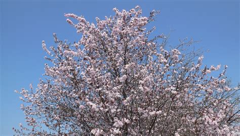 Free Almond tree in flower Stock Photo - FreeImages.com