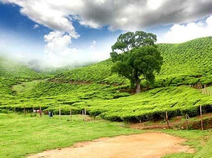 5 Nights 6 Days Athirapally Munnar Thekkady Kumarakom Tour| Munnar ...