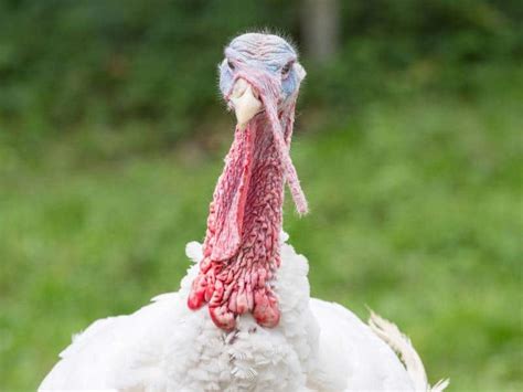 Broad Breasted White Turkey: Facts, Uses, Pictures, Origins ...