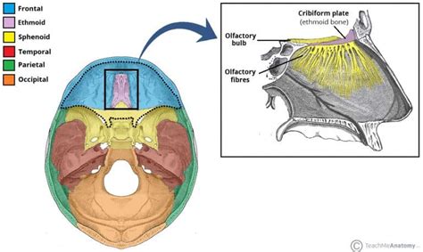 Ethmoid Bone - Location - Structure - Relationships - TeachMeAnatomy