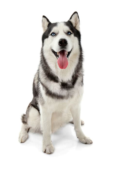 Cute husky dog on white background #siberianhusky | Siberian husky, Husky, Siberian husky puppies