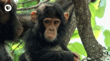 Naked-chimpanzees GIFs - Get the best GIF on GIPHY