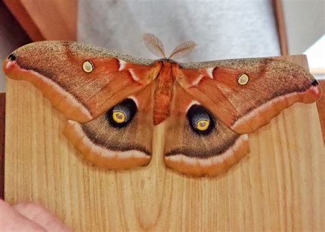 Antheraea polyphemus (Polyphemus Moth) – 10,000 Things of the Pacific Northwest