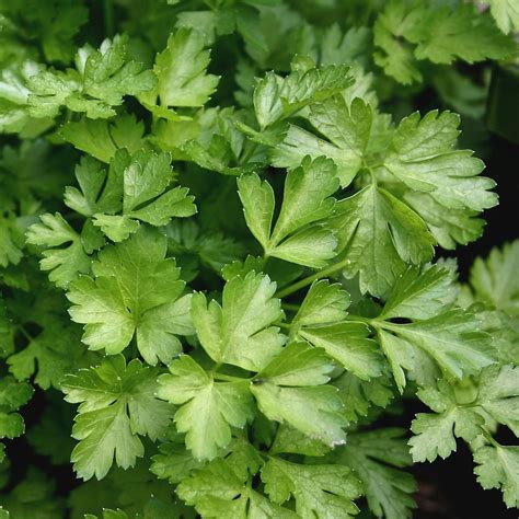 Buy Parsley Italian Plain Leaved - Seeds online | Marshalls