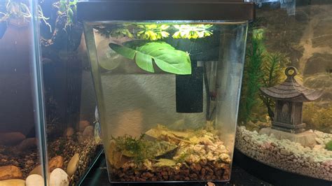 1 gal nano shrimp tank, now with a filter sponge. : r/Aquariums