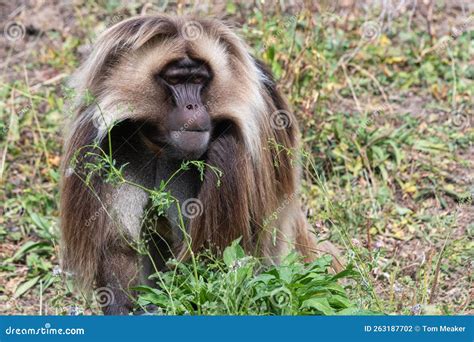 Gelada Theropithecus Gelada Monkey Stock Photo - Image of graminivore ...