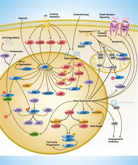 Sino Biological: P53 Scientific Pathway Poster | Biochemistry ...