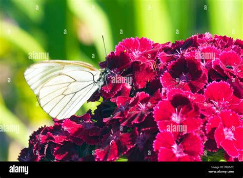 Butterfly aporia Crataegi on red flower Stock Photo - Alamy