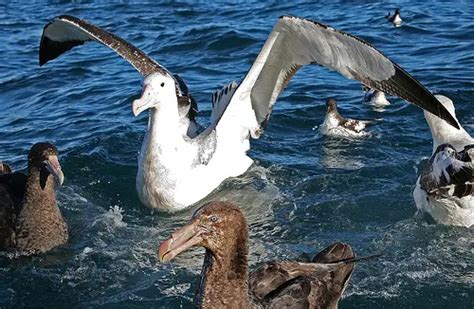 Wandering Albatross Facts - Wandering Albatross Habitat & Diet Facts