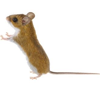 Types of mice in Western U.S. | Western Exterminator