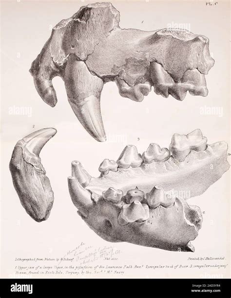 Kents Cavern cave lion fossils. 19th-century illustration of cave lion jaw fossils found in ...