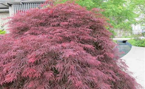 Japanese Maple – Tree Pictures BLog