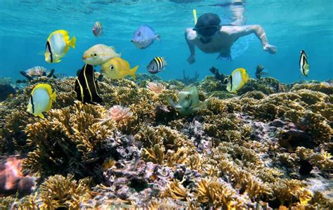 Where to Go Scuba Diving in Costa Rica for Beginners – Costa Rica Best Ride