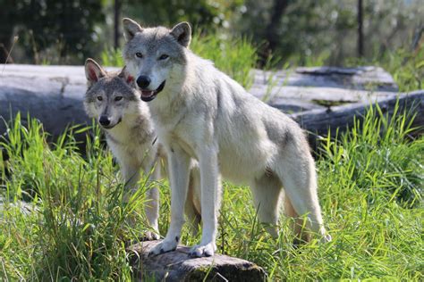 Alaska Wildlife Conservation Center - Girdwood Alaska