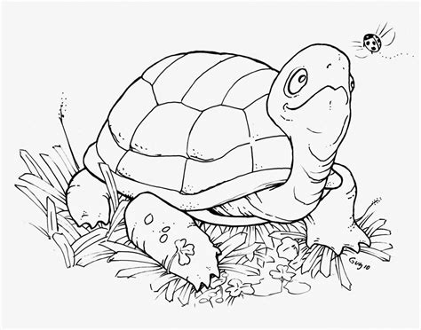 Turtle Coloring Pages Printable