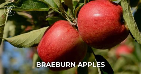 Braeburn apples 🍎 🌿 A guide to this crisp and tangy variety