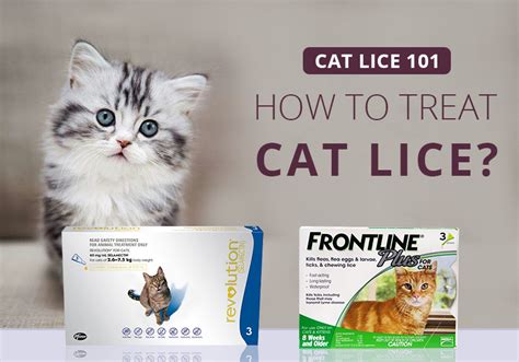 Cat Lice 101: How to Treat Cat Lice?