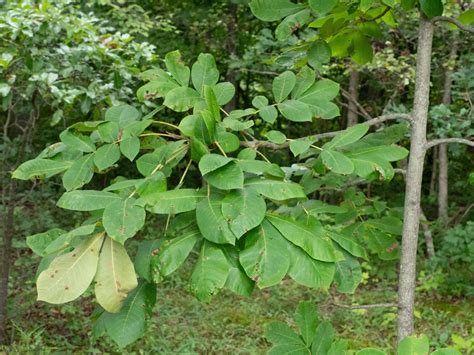 mockernut hickory – Woody Plants of Ohio