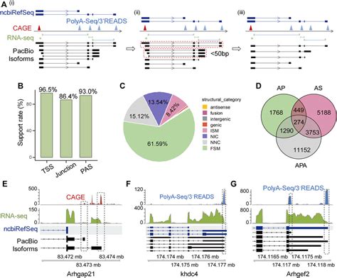 Frontiers | Integrative analysis of Iso-Seq and RNA-seq reveals dynamic changes of alternative ...