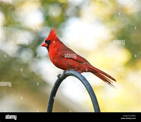 cardinal red bird male masculine wing beak wildlife tail mask cardinal ...