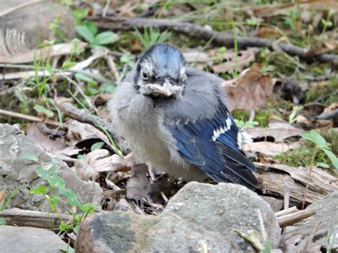 Free picture: baby, blue, jay, bird, rocks