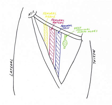 Lower Limb Anatomy: The Femoral Triangle - Pondering EM