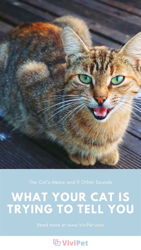 What Your Cat is Trying to Tell You | Cat yowling, Cats, Beautiful cats