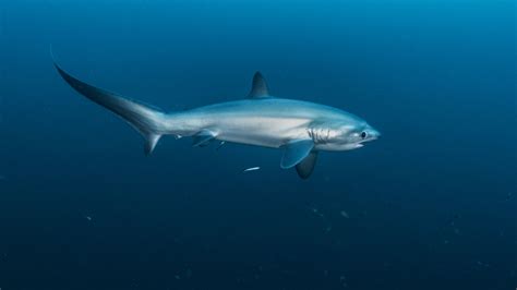 Pelagic Thresher Shark