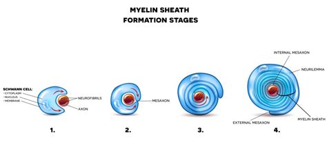 Myelin Sheath