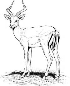 Free Gazelle Coloring Pages