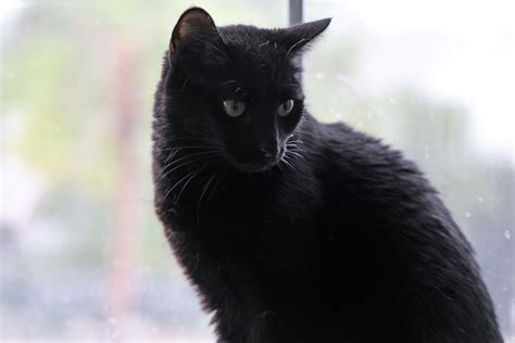 ‘Black Cat Bias’: The superstition behind black cats’ bad reputation ...