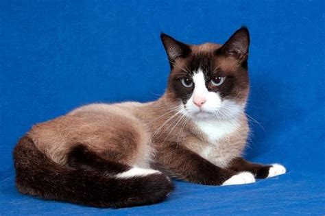 Snowshoe Siamese Cat | Cats I love! | Pinterest