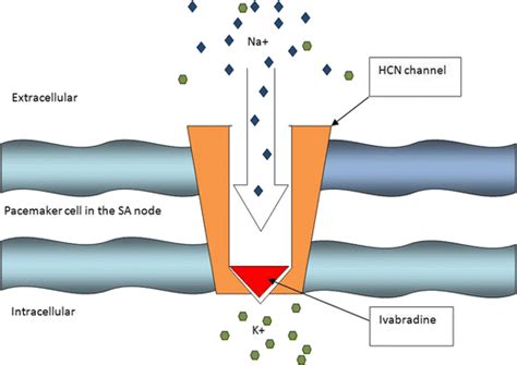 The mechanism of action of ivabradine. Ivabradine within SA node... | Download Scientific Diagram