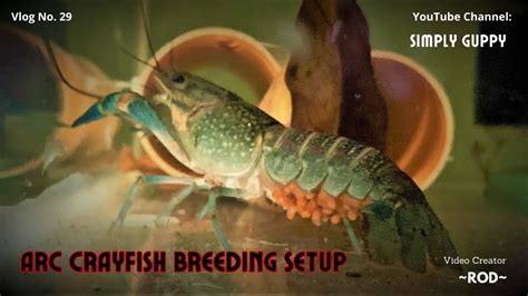 AUSTRALIAN RED CLAW CRAYFISH BREEDING SETUP | Vlog 29 - YouTube