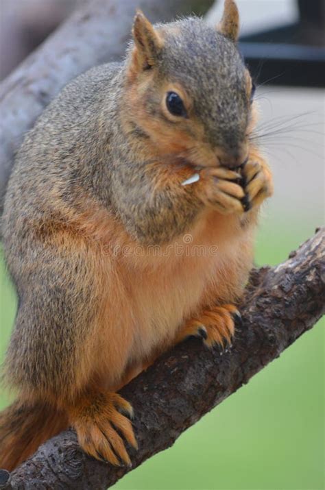 Squirrel in Tree Eating Nuts Stock Photo - Image of nuts, eating: 159186460