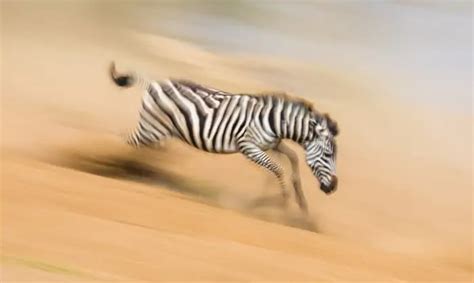 Zebra Running Fast