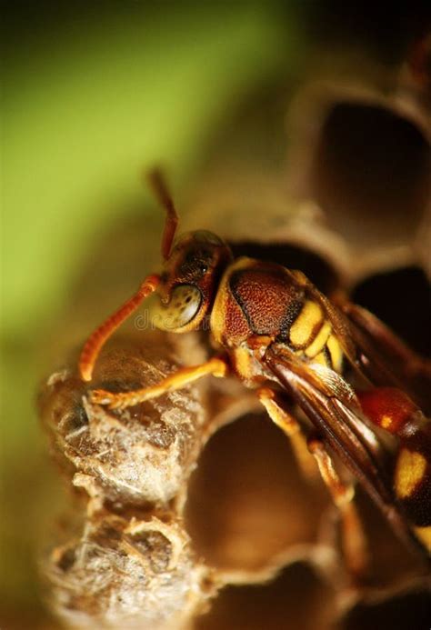 A Yellow Paper Wasp On Its Nest Stock Photo - Image of foliage, leaf ...